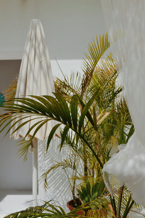 Palm tree