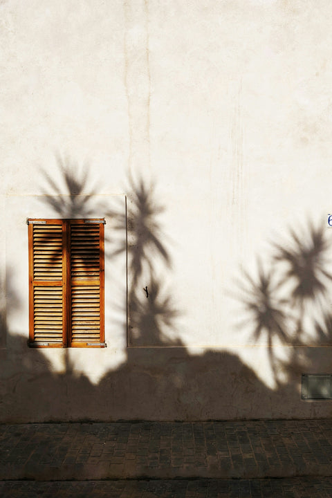 Palm tree shadow